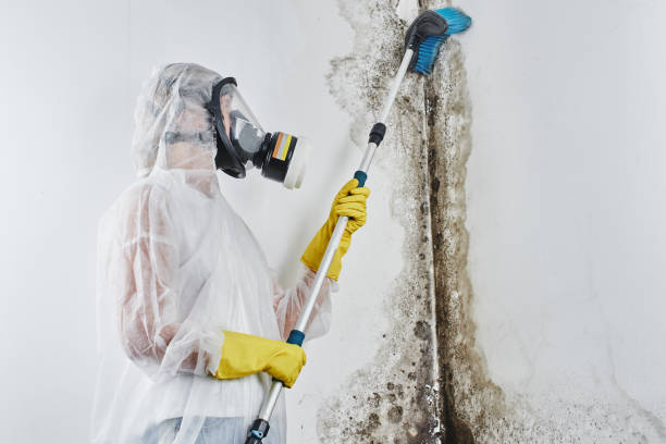 Best Mold Damage Repair  in Waterloo, IL