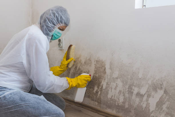 Best Commercial Mold Removal  in Waterloo, IL