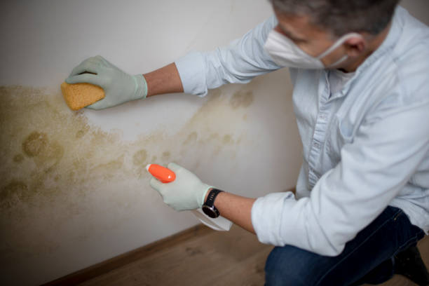 Crawl Space Mold Removal in Waterloo, IL