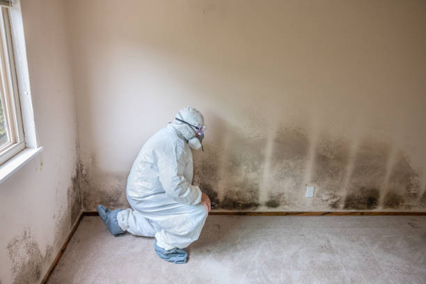 Professional Mold Removal in Waterloo, IL