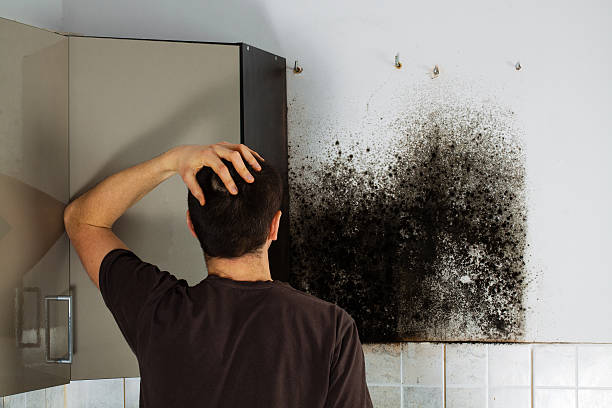 Best Local Mold Removal Service  in Waterloo, IL